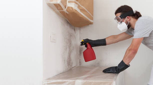 Professional Basement Mold Removal technician working in Warrington, FL