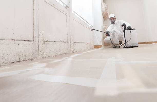 24/7 Emergency Basement Mold Removal experts in Warrington, FL
