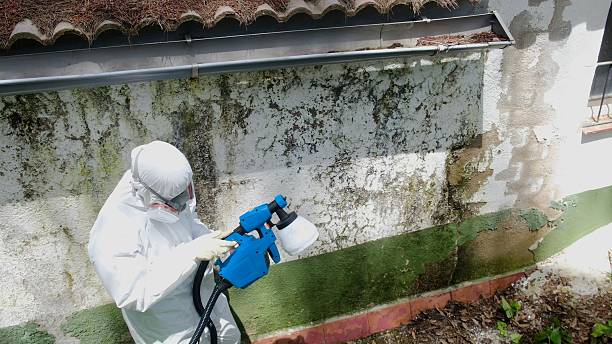 Top rated local Basement Mold Removal specialists in Warrington, FL